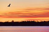 Gull At Sunrise_22907